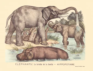 Seite 7: Elefanten: die Toilette der Flusspferdfamilie