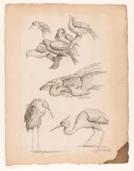 Neun chinesische Vögel, darunter Reiher und ein Eisvogel