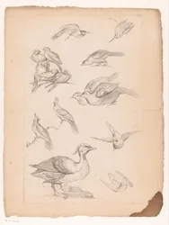 Vierzehn chinesische Vögel, darunter Enten und Eisvögel