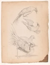 Vier chinesische Vögel, möglicherweise Paradiesvögel