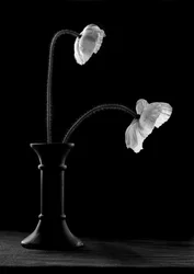 Anmutige Mohnblumen In Vase