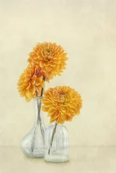 Weiche orange Dahlien