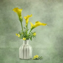 Weiche gelbe Calla-Lilien