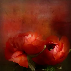 Lebendige rote Blüten