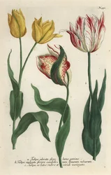Tulpenarten, Tulipa gesneriana