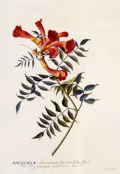 Bignonia Americana