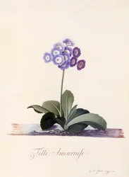 Garten-Aurikel Fille Amoureuse, ca. 1743 handkolorierter Stich