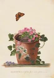 Hepatica trifolia (Nobilis), 1745