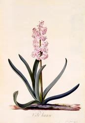 Hyazinthe 