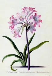Lilio Narcissus, ca. 1744 handkolorierter Stich