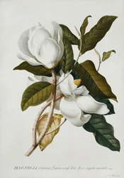 Magnolie