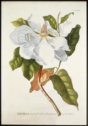 Magnolia Maxime Flore