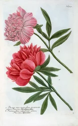 Paeonia