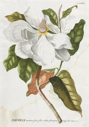 Plantae Selectae: Nr. 33 - Magnolie
