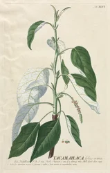 Plantae Selectae: Nr. 46 - Tacamahaca