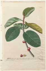 Plantae Selectae: Nr. 50 - Ficus
