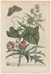 Plantae et papiliones rariores: Nr. 7