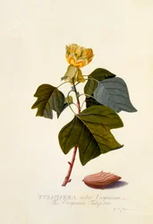 Der Virginische Tulpenbaum