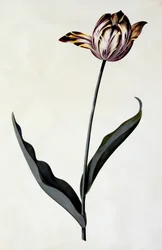 Tulpe, um 1745