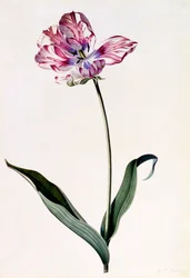 Tulpe, ca. 1745 handkolorierter Stich