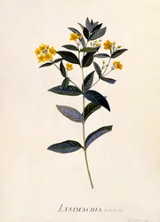 Gelbe Lysimachia, ca. 1760