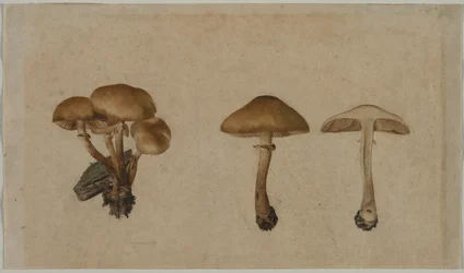 Pilze, 1751
