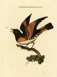 Amerikanischer Waldsänger, Setophaga ruticilla