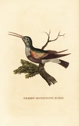 Schwarzbauchkolibri, Eupherusa nigriventris, Weibchen