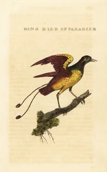 Königs-Paradiesvogel, Cicinnurus regius
