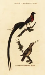 Paradieswitwe, Vidua paradisaea, und Rotrückenkolibri, Selasphorus rufus