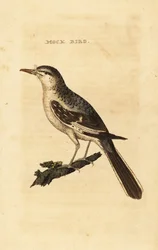 Spottdrossel, Mimus polyglottos