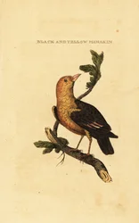 Orangehäherling, Pipra aureola