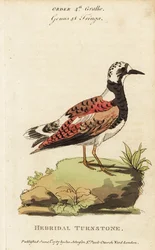 Steinwälzer, Arenaria interpres