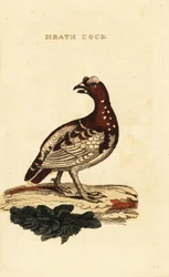 Fichtenschneehuhn, Falcipennis canadensis canace