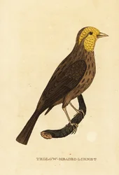 Gelber Kernknacker, Pheucticus chrysopeplus