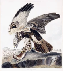 Raufußbussard (Weibchen)