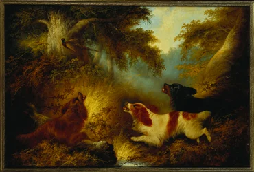 Spaniels jagen einen Fasan auf
