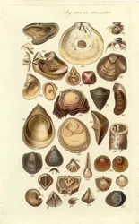 Conchological Manual Tafel 11. Austern und andere Muscheln