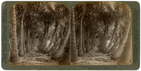 Allee von Kokospalmen, Florida, USA, 1891