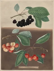 Pomona Britannica: Nr. 10 - Kirschen