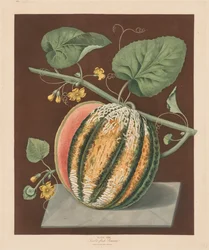 Pomona Britannica: Nr. 64 - Scarlet Flesh Romana Melone