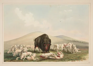 Büffeljagd, weiße Wölfe greifen einen Büffelbullen an, Tafel 10 aus dem Portfolio der nordamerikanischen Indianer