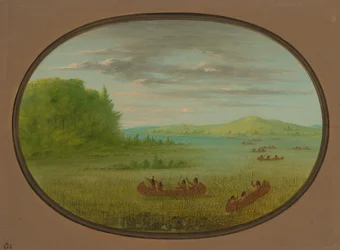 Wildreis sammeln - Winnebago