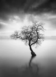 Einsamer Baumreflexion