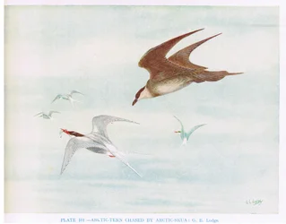 Arktische Seeschwalbe verfolgt von Arktischer Raubmöwe, Illustration aus 