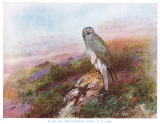 Kornweihe (Männchen), Illustration aus 
