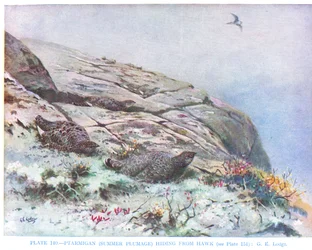 Schneehuhn versteckt sich vor einem Falken, Illustration aus 