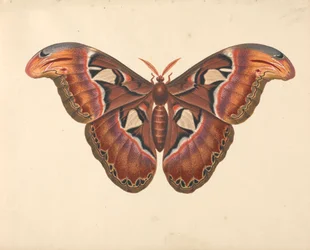Atlas-Motte