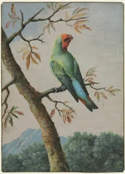 Vogelstudie