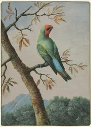 Vogelstudie